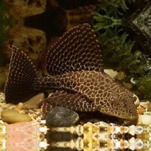 Парчовый птеригоплихт (Pterygoplichthys gibbiceps)