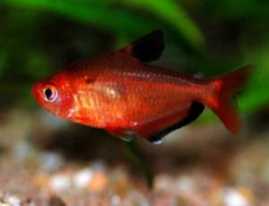 Минор (Hyphessobrycon callistus) 