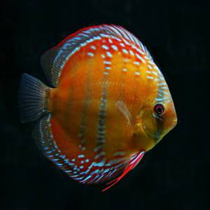 Дискус Красный Аленкер (Discus Red Alenquer)