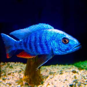 Василек (Sciaenochromis fryeri)