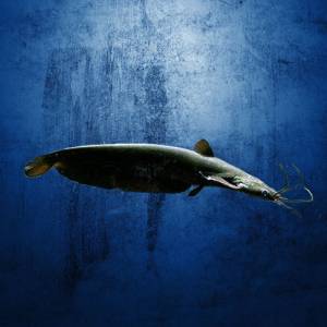 Мешкожаберный сом (Heteropneustes fossilis)