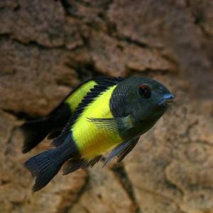 Трофеус икола (Tropheus moorii Ikola)