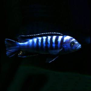 Лихучи (Pseudotropheus elongatus Luhuchi)