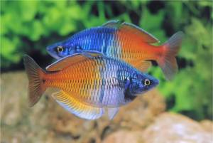  Melanotaenia boesemani