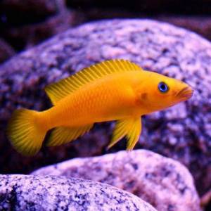Лампрологус апельсиновый (Neolamprologus leleupi)