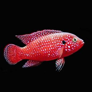Хромис красавец (Hemichromis lifalili)