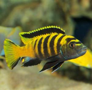 Псевдотрофеус флавус (Pseudotropheus flavus)