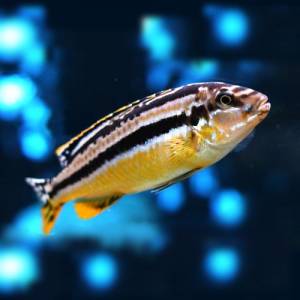 Ауратус (Melanochromis auratus)