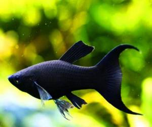Чёрная Молли (Black Molly)