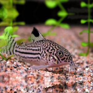 Коридорас трилинеатус (Corydoras trilineatus)
