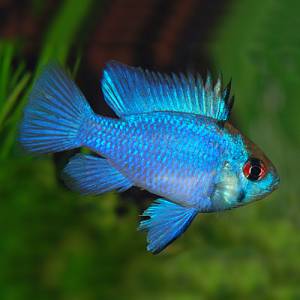 Апистограмма рамирези электрик блю (Microgeophagus ramirezi electric Blue)