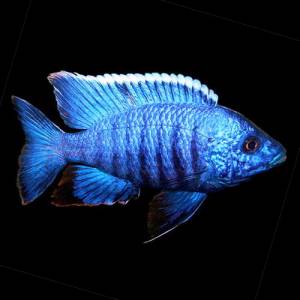 Королева Ньяса (Aulonocara nyassae)