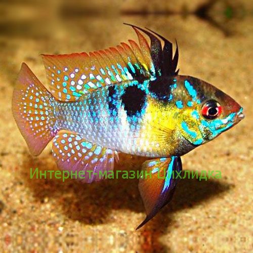 Апистограмма рамирези (Microgeophagus ramirezi)