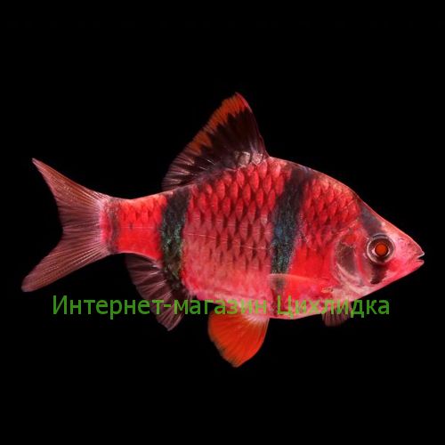 Барбус красный GloFish (Barbus Starfire Red)
