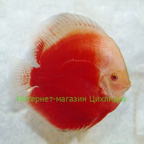Дискус красно-белый (Discus Red White)