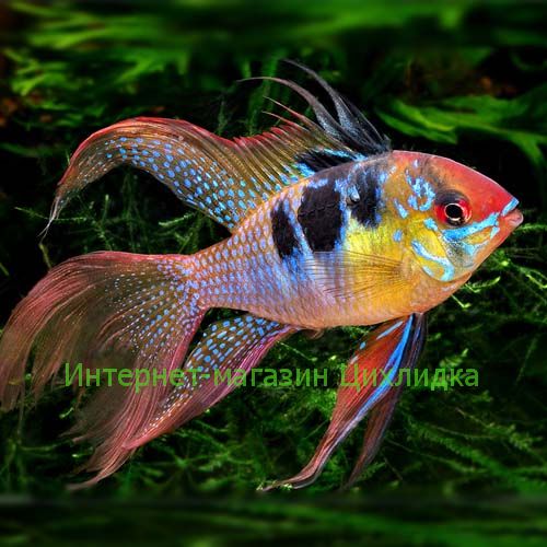 Апистограмма рамирези вуалевая (Apistogramma ramirezi long fin)