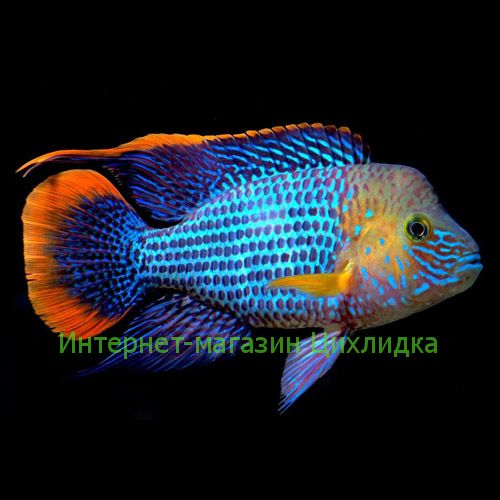 Акара бирюзовая (Aequidens Rivulatus)