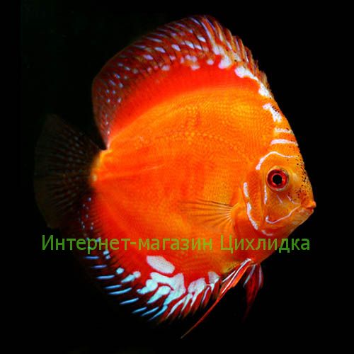 Дискус мальборо красный (Discus Marlboro Red)