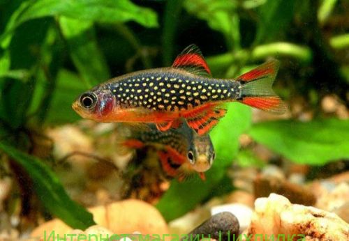 Расбора галактика (Danio margaritatus)