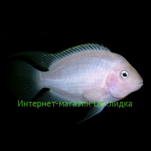 Цихлазома фламинго (Cichlasoma nigrofasciatum albino)