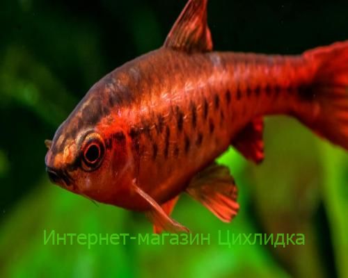 Барбус вишневый (Puntius titteya)