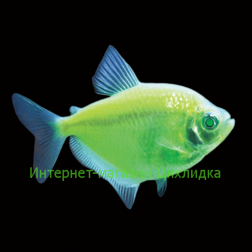 Тернеция зеленая GloFish (Ternetzi Electric Green)