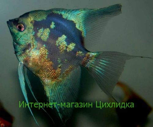 Скалярия пиной Pterophyllum scalare Pinoy