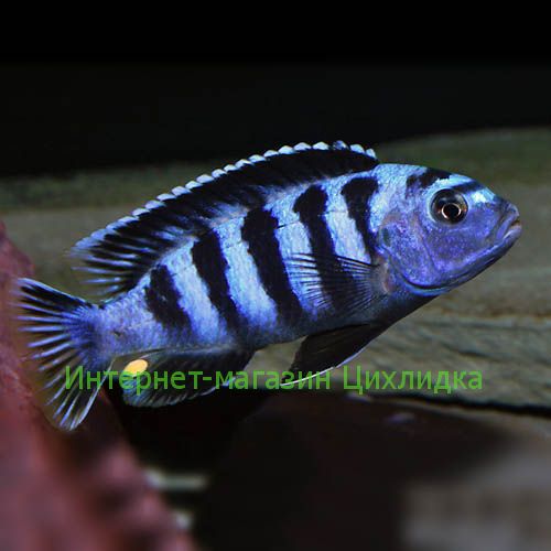 Саулози (Pseudotropheus Saulosi)