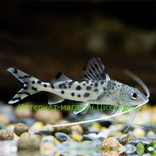 Пимелодус расписной (Pimelodus pictus)