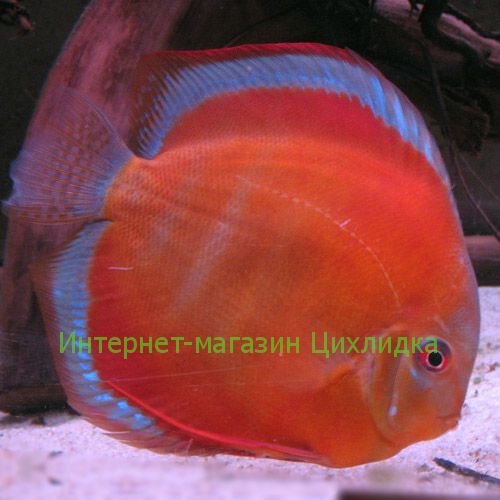 Дискус Сан Мера (Discus San Merah)