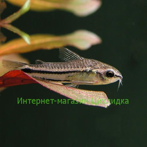 Коридорас пигмей (Corydoras pygmaeus)