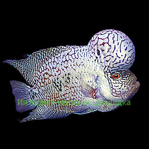 Цихлазома фловер хорн платиновый тигр (Cichlasoma flower horn platinum tiger)