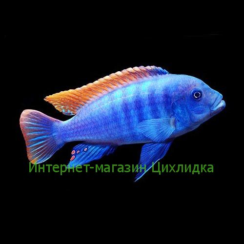 Псевдотрофеус грешаки (Pseudotropheus Greshakei)