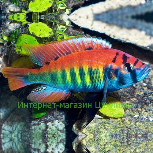 Хаплохромис ниерери (Haplochromis nyererei)