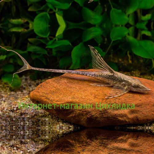 Стуризома панамская (Sturisoma panamense)