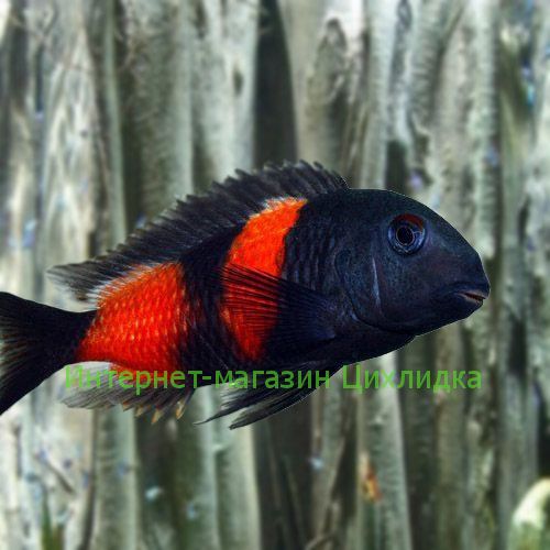 Трофеус вишенка (Tropheus moorii Bulu Point)