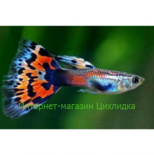 Гуппи гвоздика (испанка) (Poecilia reticulata)