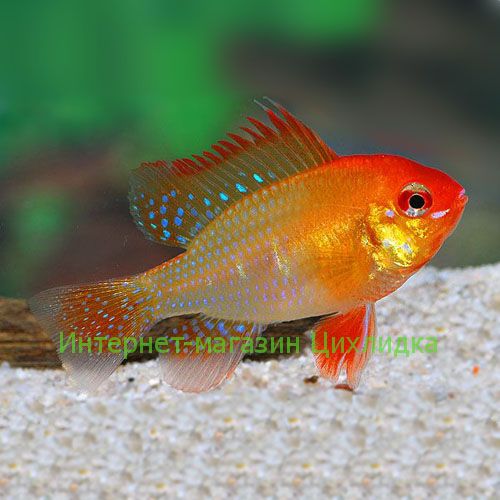 Апистограмма рамирези голд (Microgeophagus ramirezi gold)