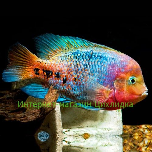 Цихлазома радужная (Cichlasoma synspilum)