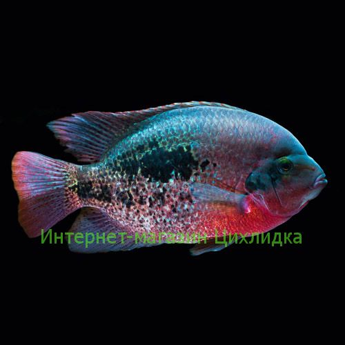 Вьеха бифасциата (Vieja bifasciata)