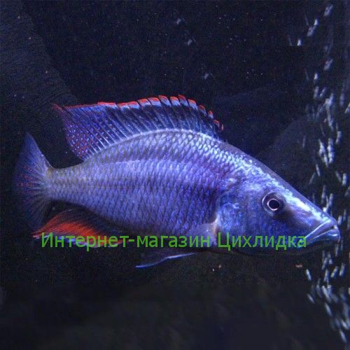 Цихлида-нож (Dimidiochromis compressiceps)