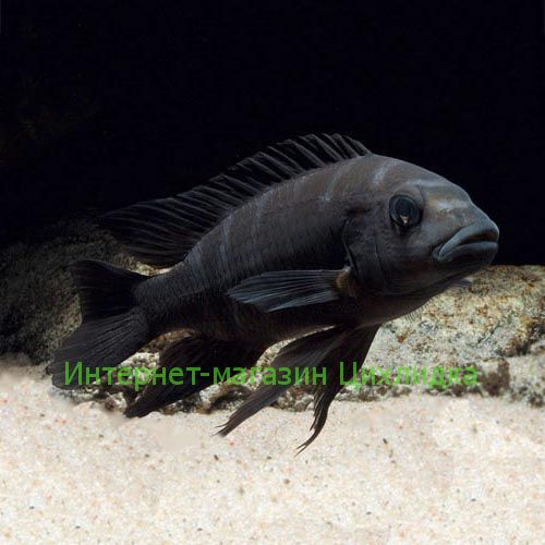 Крабро (Pseudotropheus crabro)