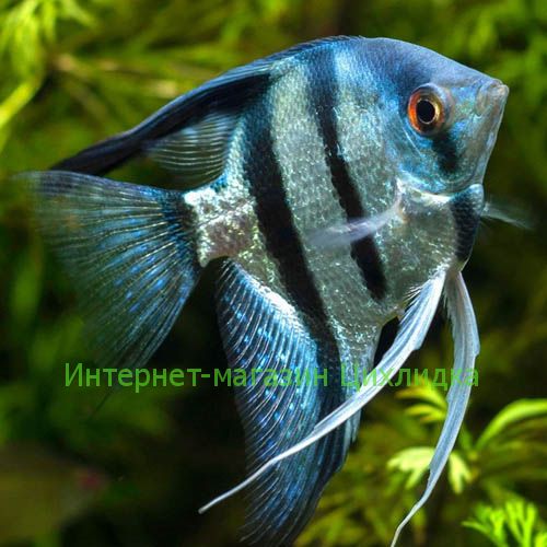 Скалярия голубая (Pterophyllum scalare blue)