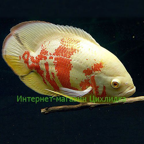 Астронотус оскар альбинос (Astronotus ocellatus albino)
