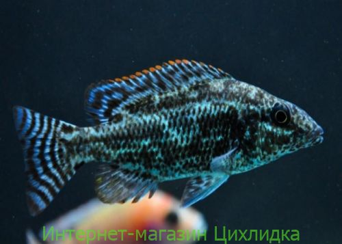 Хаплохромис линни (Nimbochromis linn)