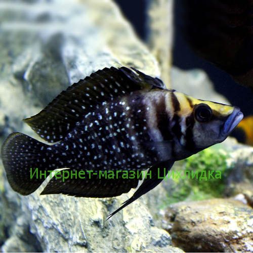 Кальвус блэк (Altolamprologus calvus black)