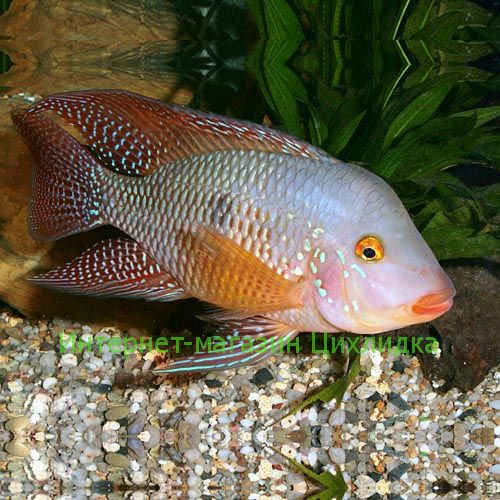 Геофагус бразильский (Geophagus brasiliensis)