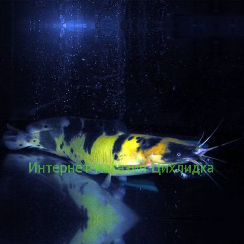 Сом клариус (Clarias batrachus)