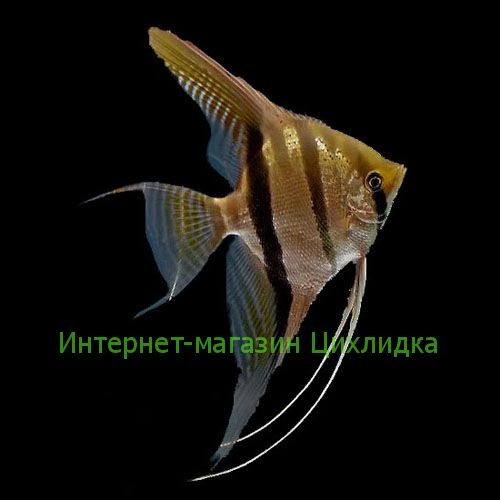 Скалярия полосатая (Pterophyllum scalare Zebra)