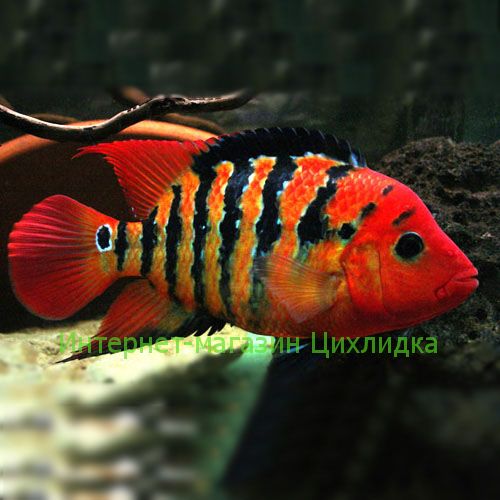Цихлазома феста (Cichlasoma festae)